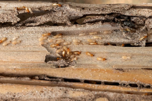 Best Best Pest Control Companies  in Oakbrook Terrace, IL